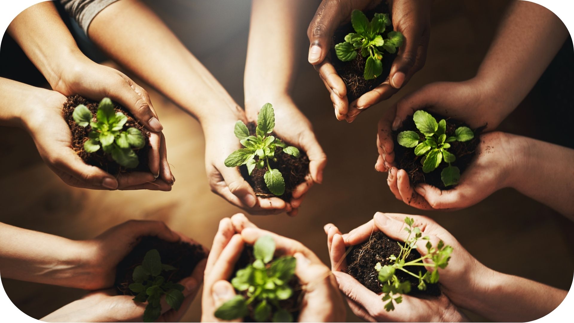 A group of hands holding small plants in soil