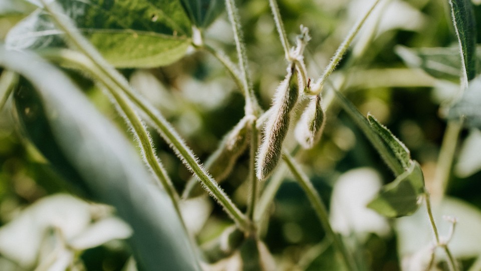 cosse d'edamame