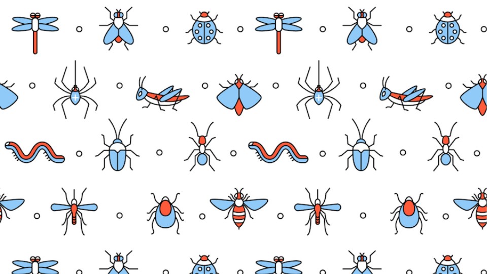 insects illustration