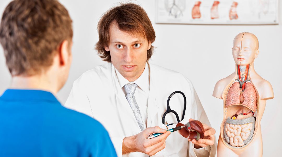 A doctor is examining a model of a human body.