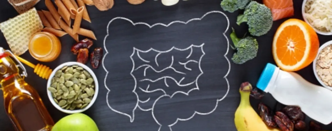 Drawing of the small and large intestine on a board