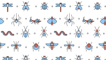 insects illustration