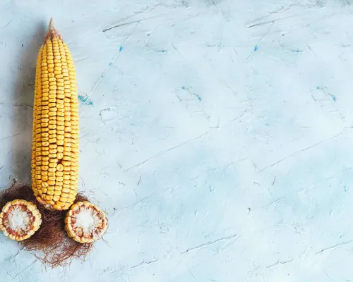 Corn Maïs Phalus