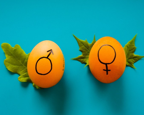 Two eggs displaying female and male signs