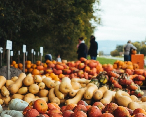 squash sales