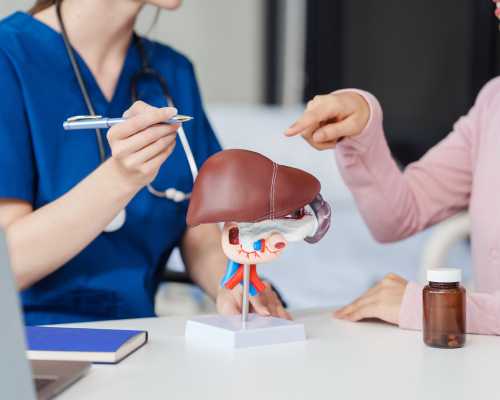 A medical professional in blue scrubs explaining a liver model to a patient, who is pointing at the model.