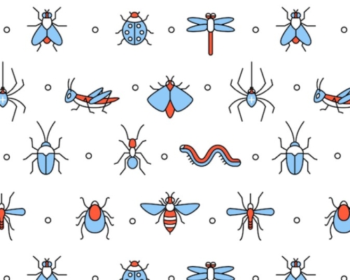 insects illustration