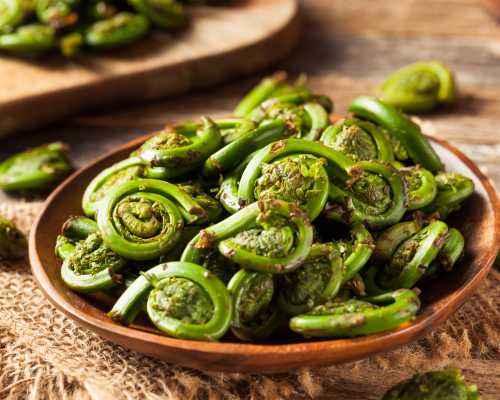 Fresh Fiddleheads