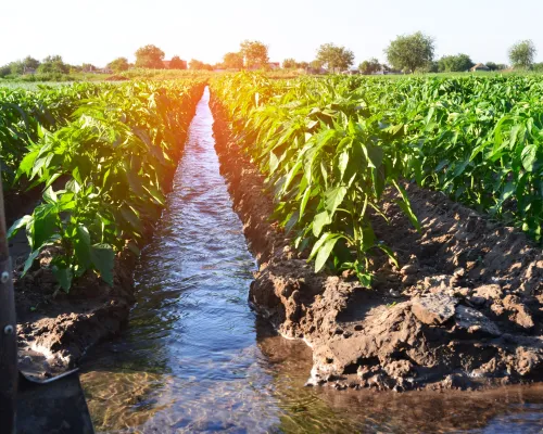 arrosage des cultures agricoles, campagne, arrosage naturel, irrigation