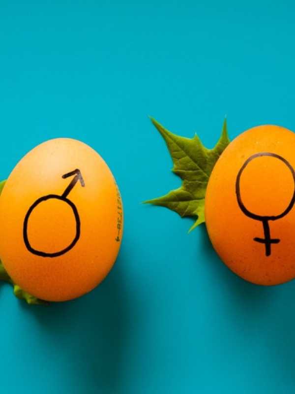 Two eggs displaying female and male signs