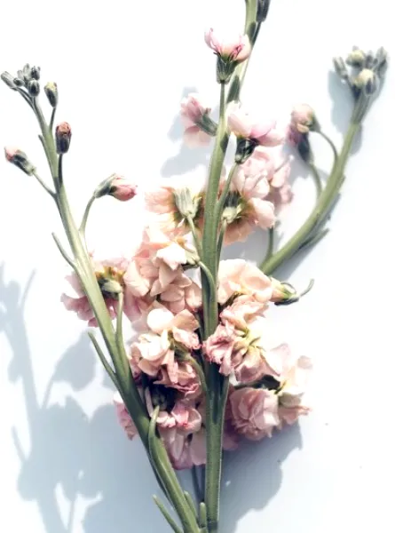 bouquet of flowers