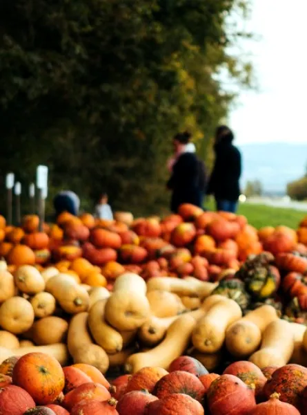 squash sales