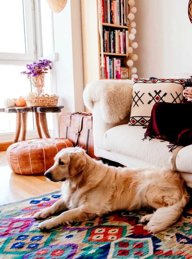 Femme assise sur un canapé avec une tasse, un chien couché sur un tapis coloré devant elle - Woman sitting on a couch with a cup, a dog lying on a colorful rug in front of her