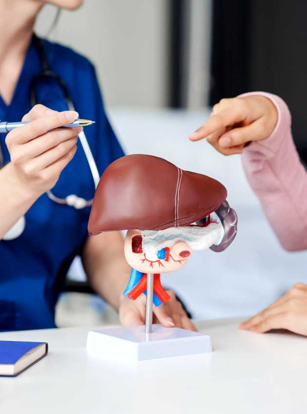 A medical professional in blue scrubs explaining a liver model to a patient, who is pointing at the model.