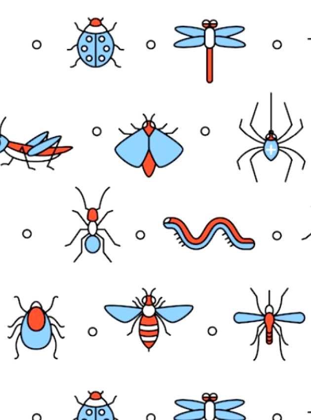 insects illustration